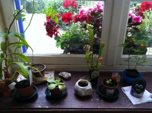 Carnivorous plants on the windowsill