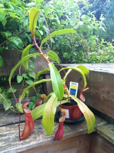 Nepenthes pitcher plant