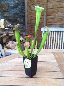 Sarracenia pitcher plant