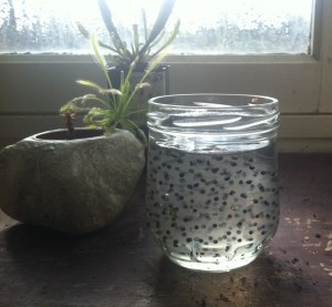 A jar of frog eggs