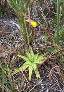 A flowering Pinguicula (Butterwort)