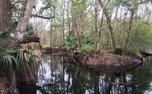 A creek through the Hal Scott Preserve