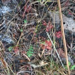 Drosera (Sundew) in the wild