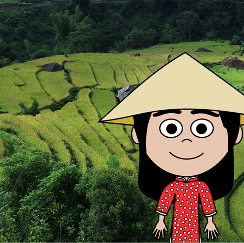 Rice paddies in Vietnam